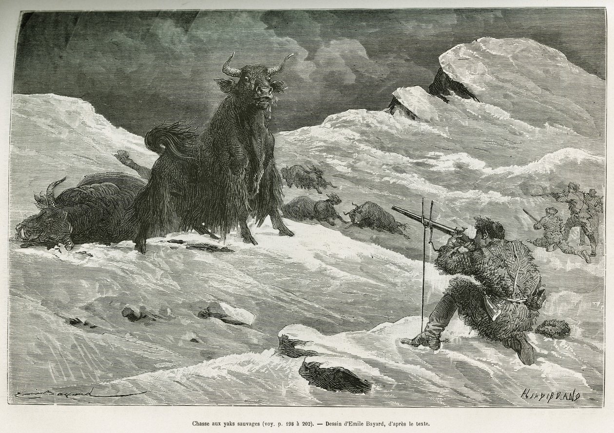 Vill yakjaktscene, tegning av Emile Bayard for å illustrere reisen til Mongolia og Tangoutes land fra 1870 til 1873, av oberstløytnant Przewalski. Gravering i Le tour du monde av Emile Antoine Bayard