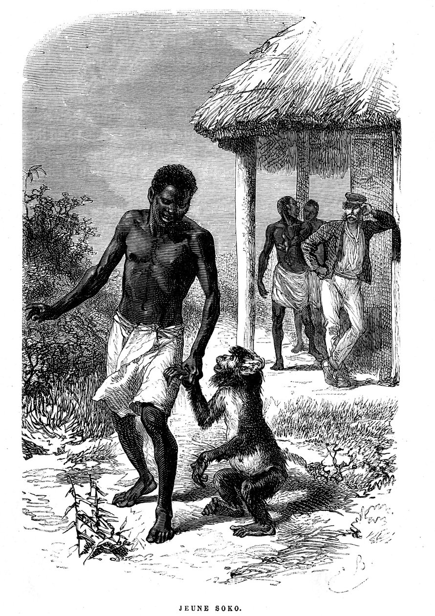 Ung Soko-ape i Afrika. Gravering av Emile Bayard (1837-1891) som illustrerer de siste historiene til oppdagelsesreisende David Livingstone av Emile Antoine Bayard