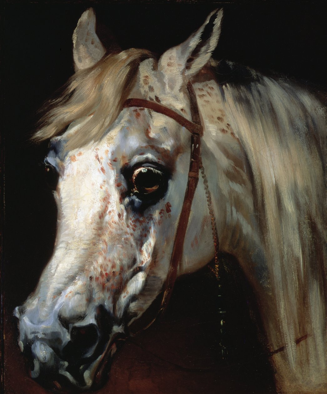 Hodet til en arabisk hest, ca. 1840-50 (olje på lerret) av Emile Jean Horace Vernet
