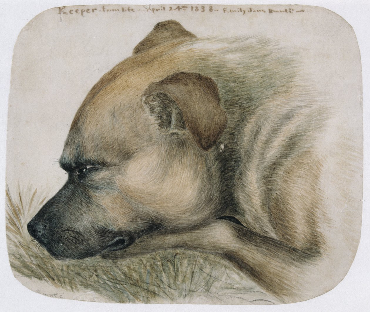 Keeper - from life, 1838 (blyant og wc på papir) av Emily Bronte