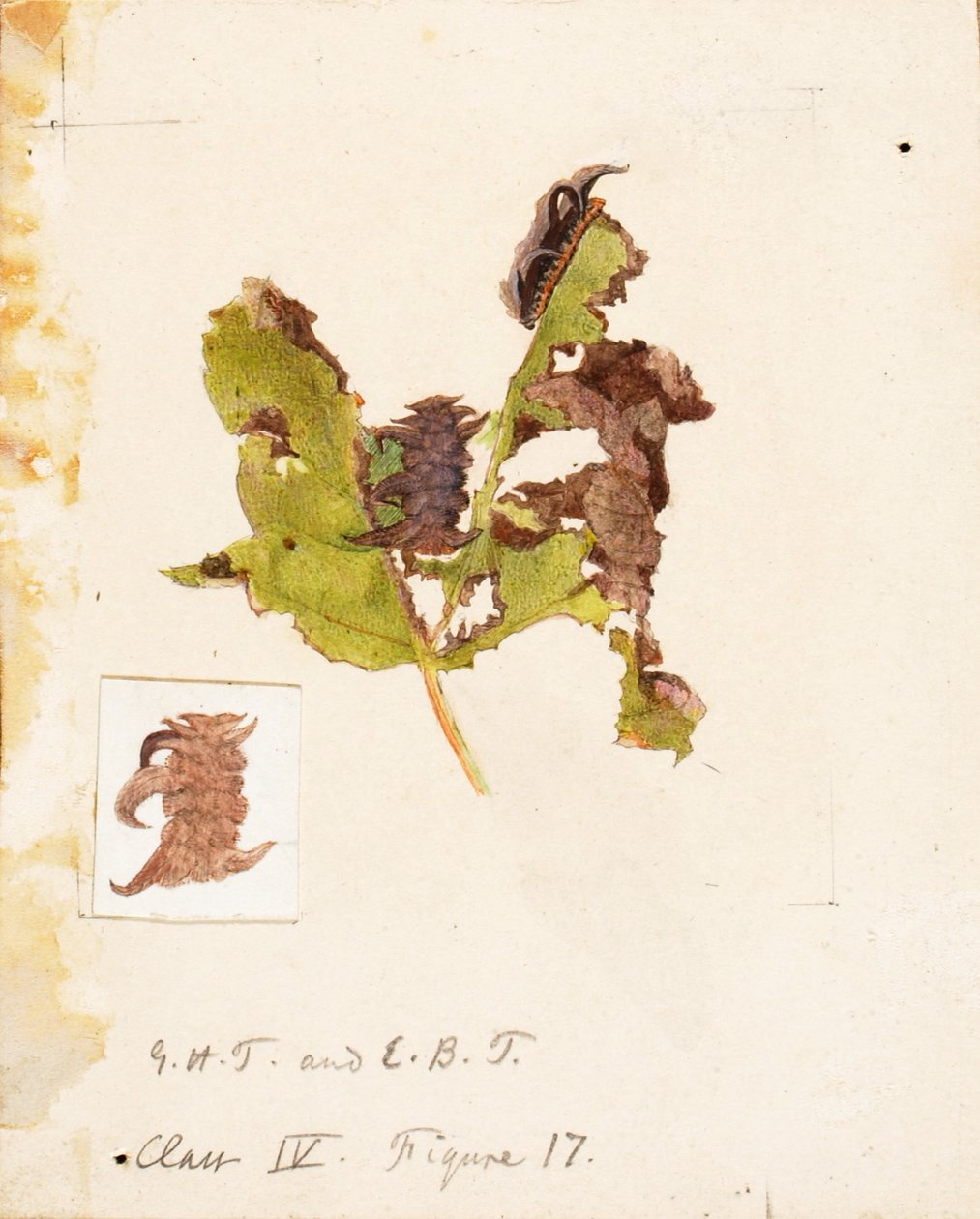 Crumpled Leaf Caterpillar..., slutten av 1800-begynnelsen av 1900-tallet. av Emma Beach Thayer