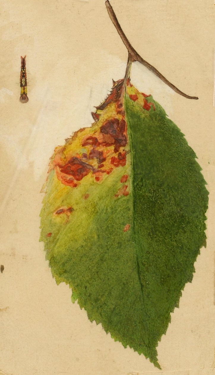 Krøllet og visnet bladkant som etterligner Caterpillar..., sent på 1800- og tidlig på 1900-tallet. av Emma Beach Thayer