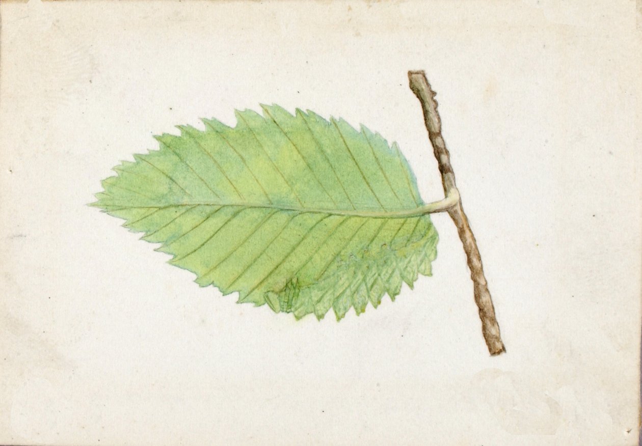 Jagged Leaf Edge Caterpillar..., slutten av 1800-begynnelsen av 1900-tallet. av Emma Beach Thayer