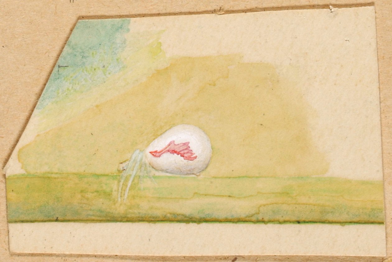 Porselens-hvit edderkopp, slutten av 1800-begynnelsen av 1900-tallet. av Emma Beach Thayer