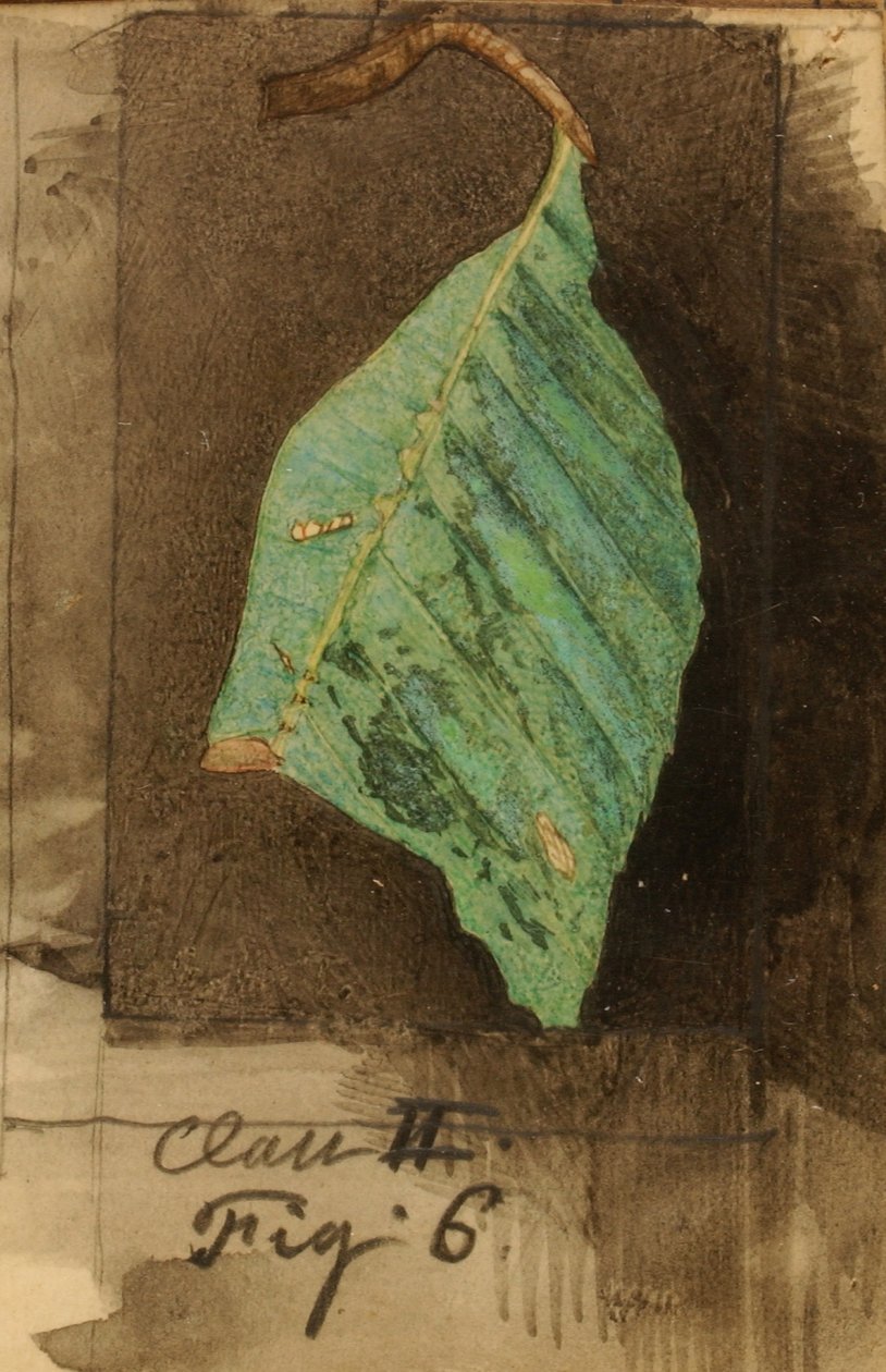  av Emma Beach Thayer
