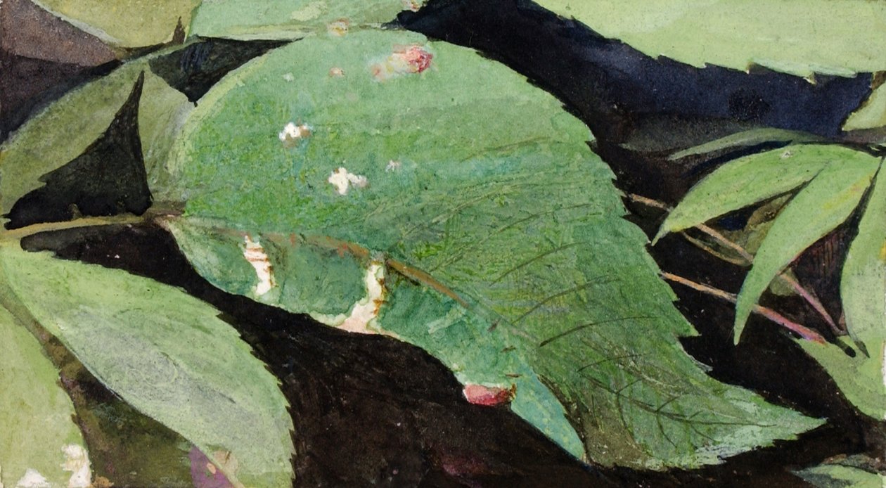 White Birch Leaf Edge Caterpillar..., slutten av 1800-begynnelsen av 1900-tallet. av Emma Beach Thayer