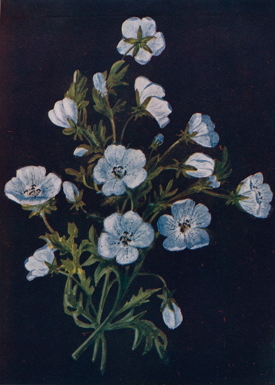 Baby-Blue-Eyes, c1915, 1915 av Emma Graham Clock