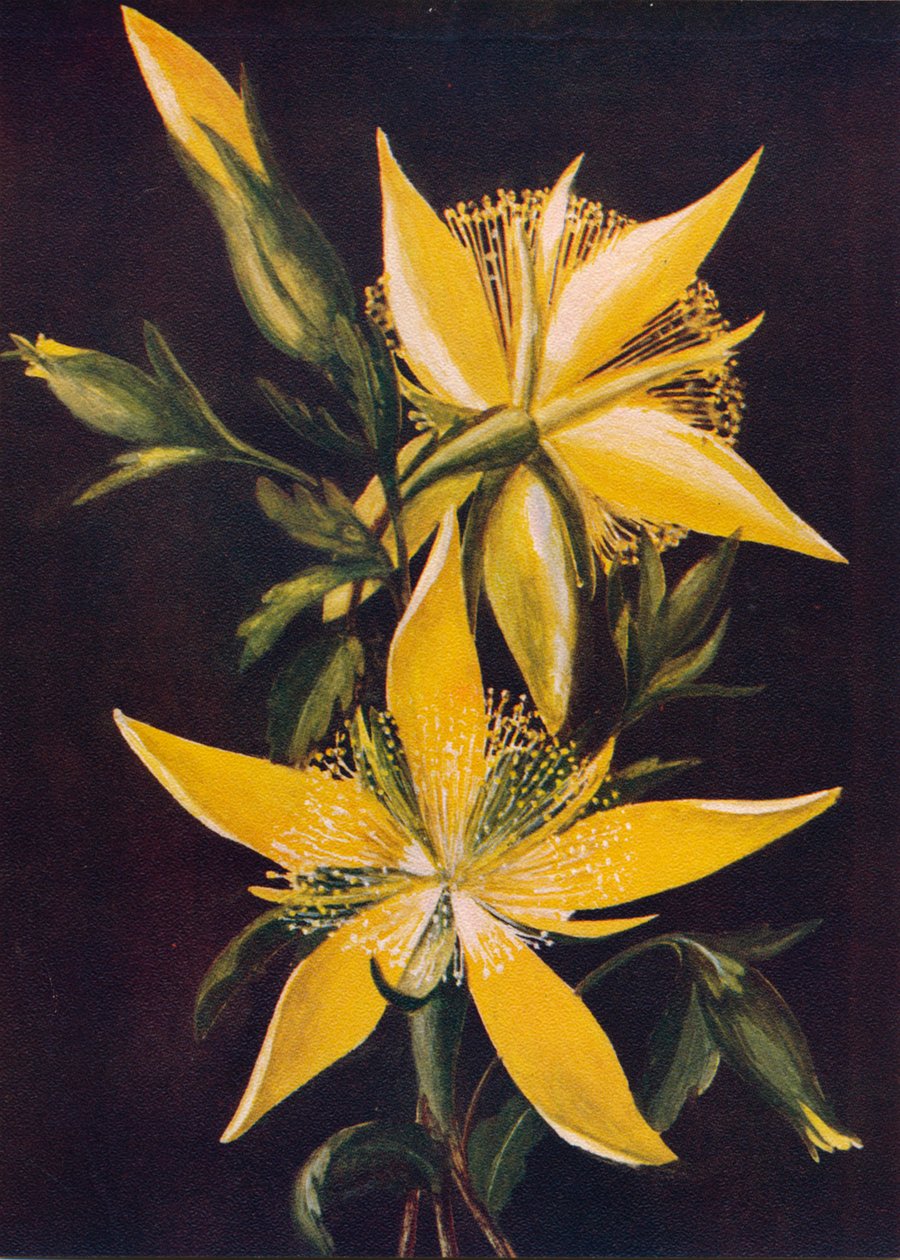 Blazing Star, c1915, 1915 av Emma Graham Clock