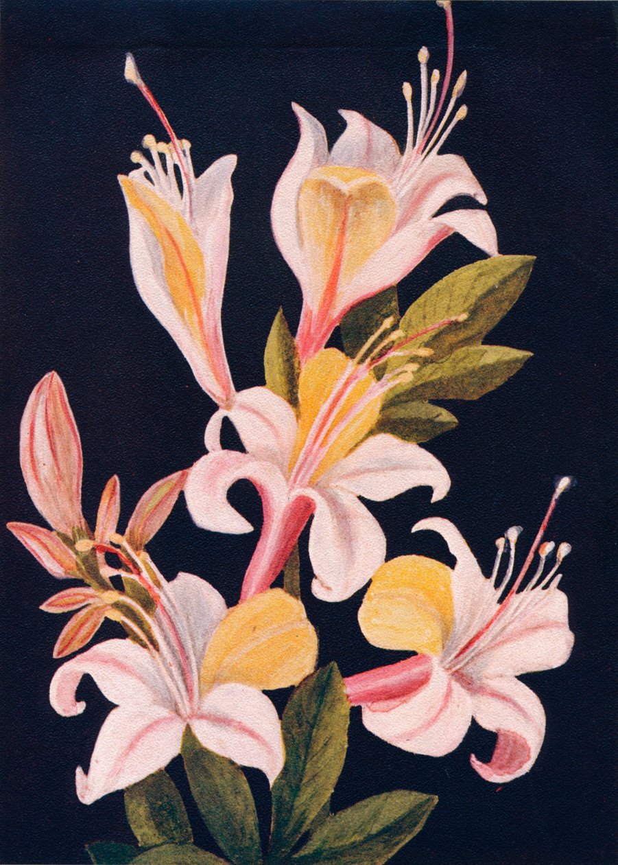 California Azalea, c1915, 1915 av Emma Graham Clock