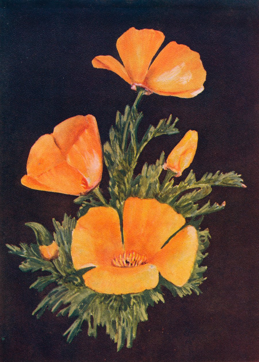 California Poppy, c1915, 1915 av Emma Graham Clock