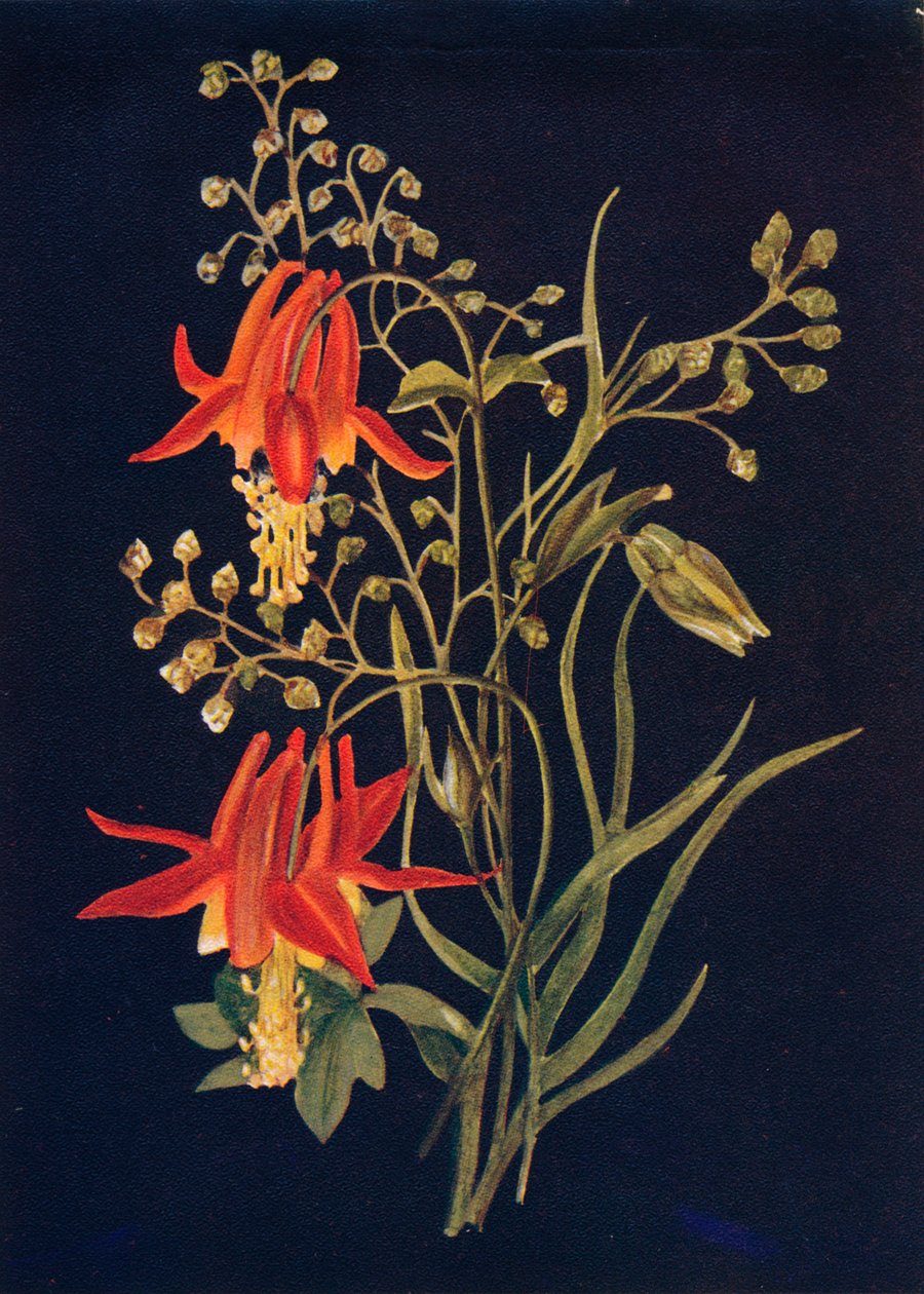 Columbine, c1915, 1915 av Emma Graham Clock