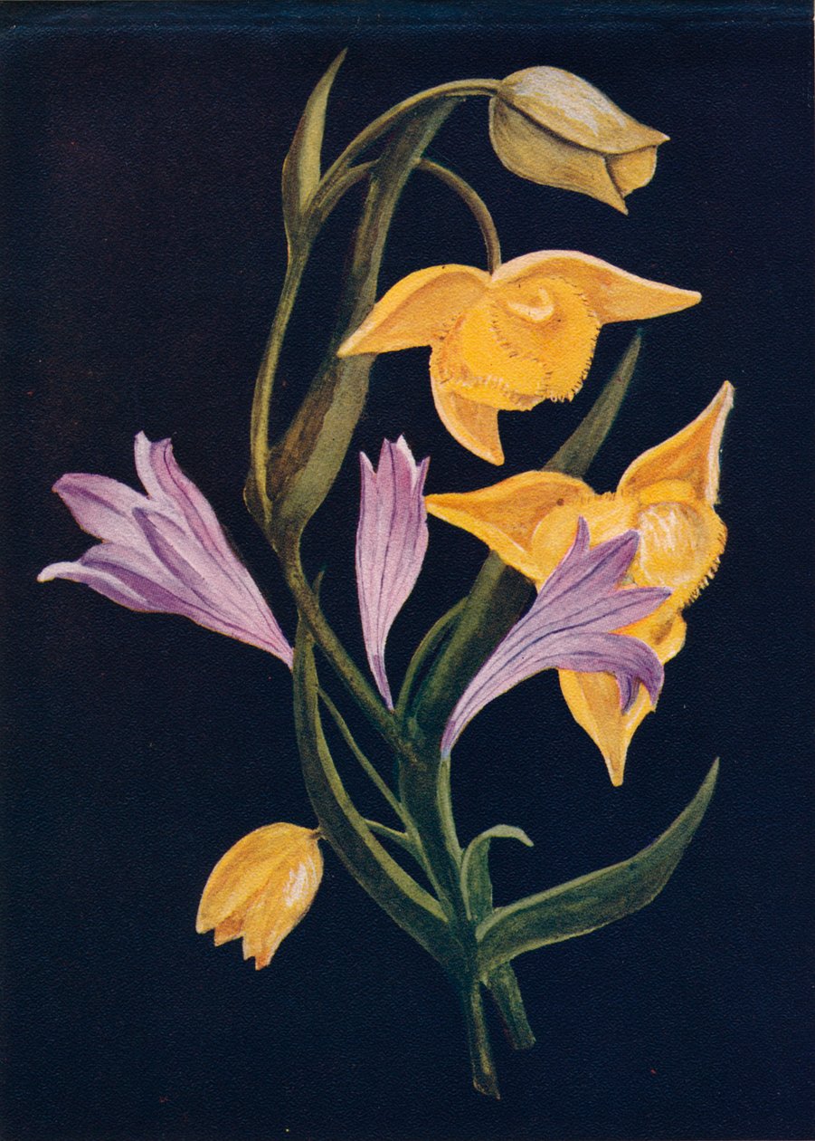 Diogenes Lantern & Harvest Brodiaea, c1915, 1915 av Emma Graham Clock