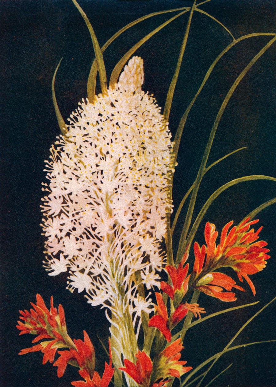Squaw Grass and Scarlet Paint Brush, c1915, 1915 av Emma Graham Clock