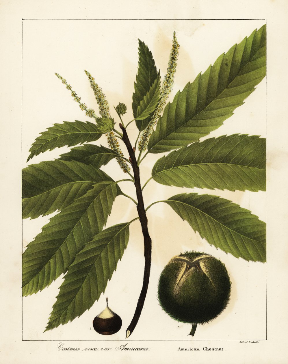 Amerikansk kastanje, Castanea dentata Castanea vesca var av Endicott Endicott