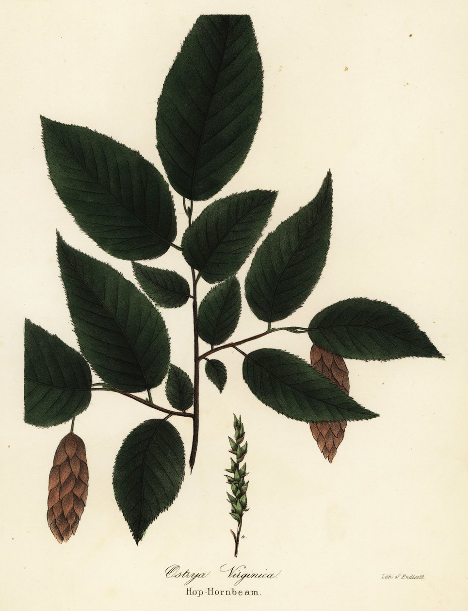 Amerikansk hophornbeam, Ostrya virginiana (Hop-agnbøk, Ostrya virginica) av Endicott Endicott