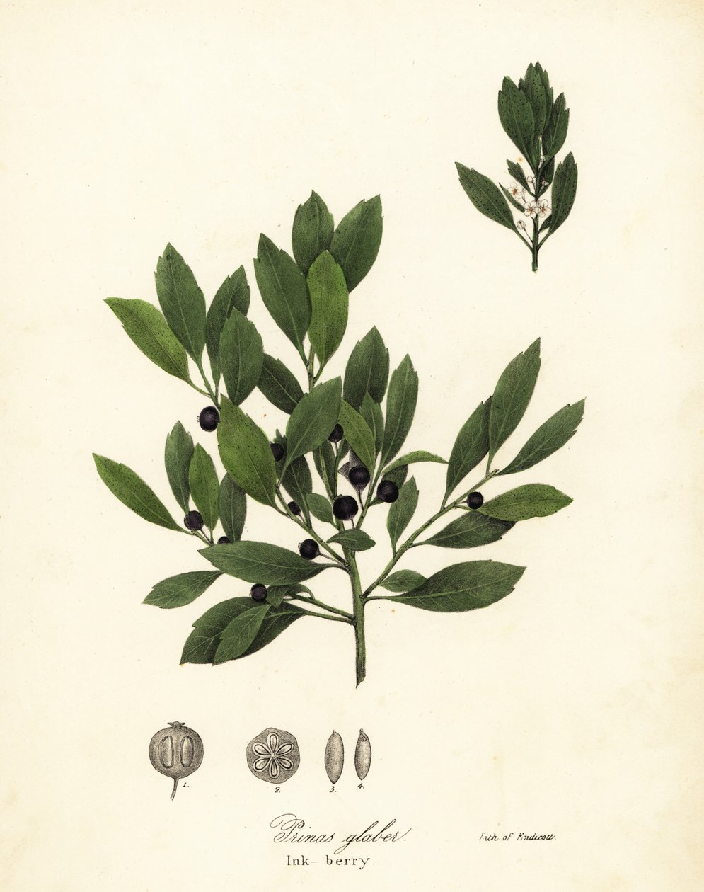 Appalachian te, fargestoffblader, eviggrønne vinterbær, gallebær og blekkbær, Ilex glabra av Endicott Endicott