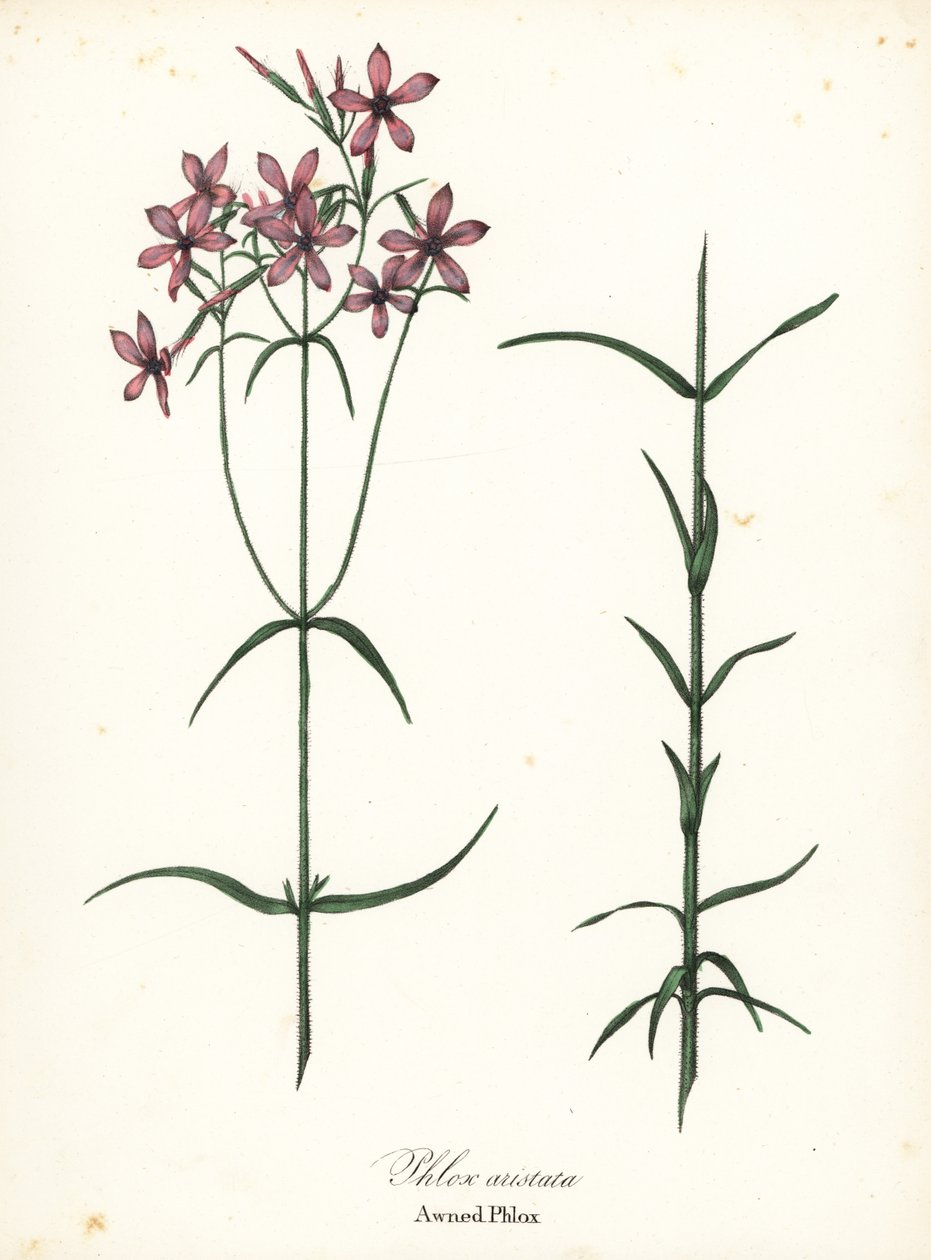 Markiset phlox, Phlox aristata av Endicott Endicott