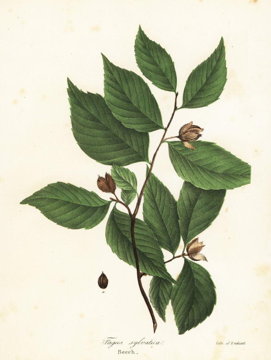 Bøketre, Fagus sylvatica av Endicott Endicott