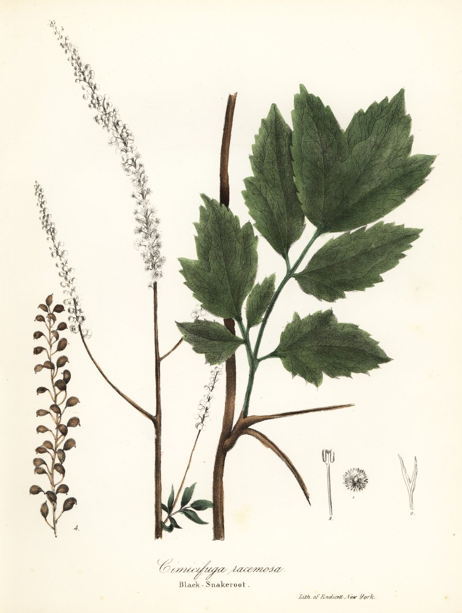 Black cohosh, black bugbane, black snakeroot eller fairy light, Actaea racemosa (Cimicifuga racemosa) av Endicott Endicott