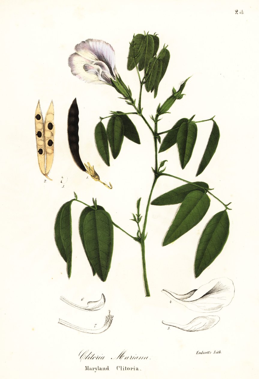 Sommerfuglerter, atlantiske duevinger eller Maryland clitoria, Clitoria mariana av Endicott Endicott