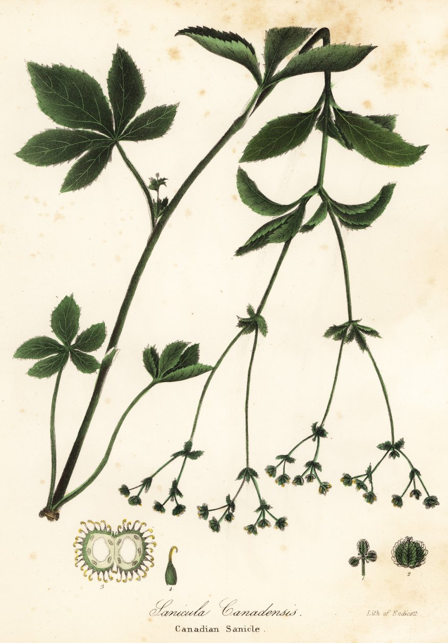 Kanadisk Blacksnakeroot eller kanadisk Sanicle, Sanicula canadensis av Endicott Endicott