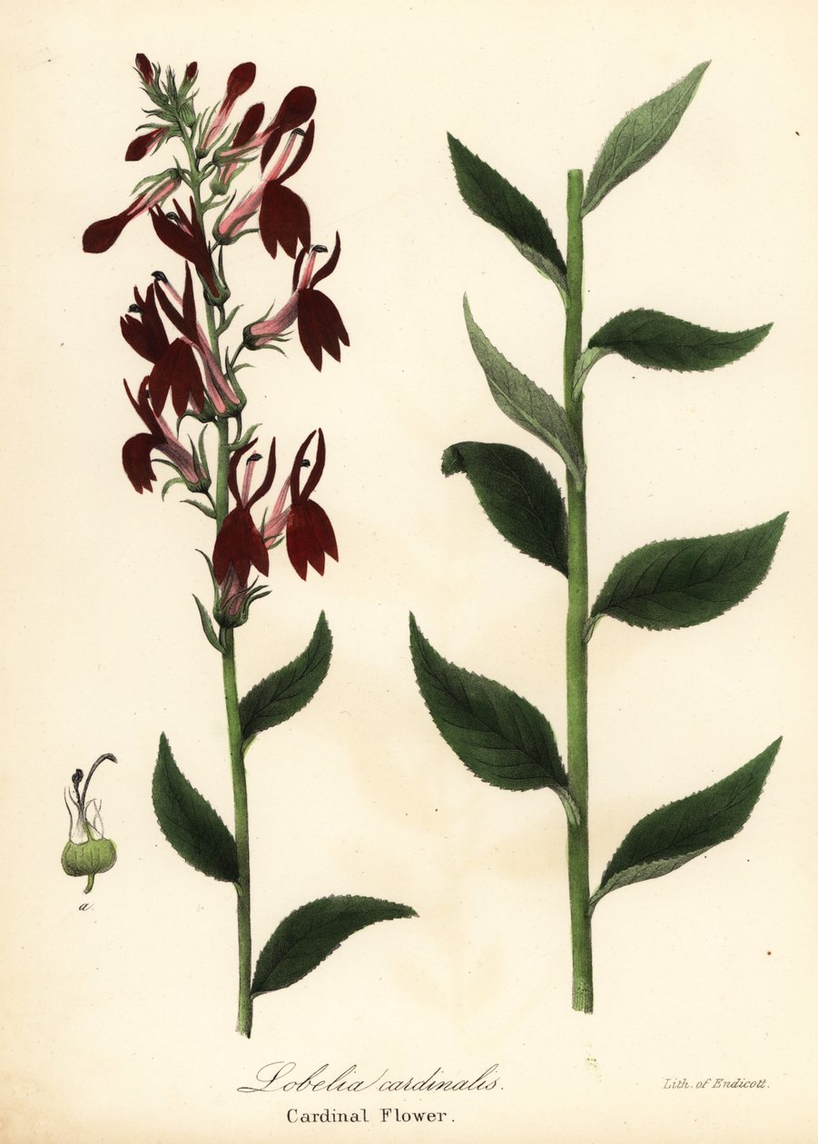 Kardinalblomst, Lobelia cardinalis av Endicott Endicott
