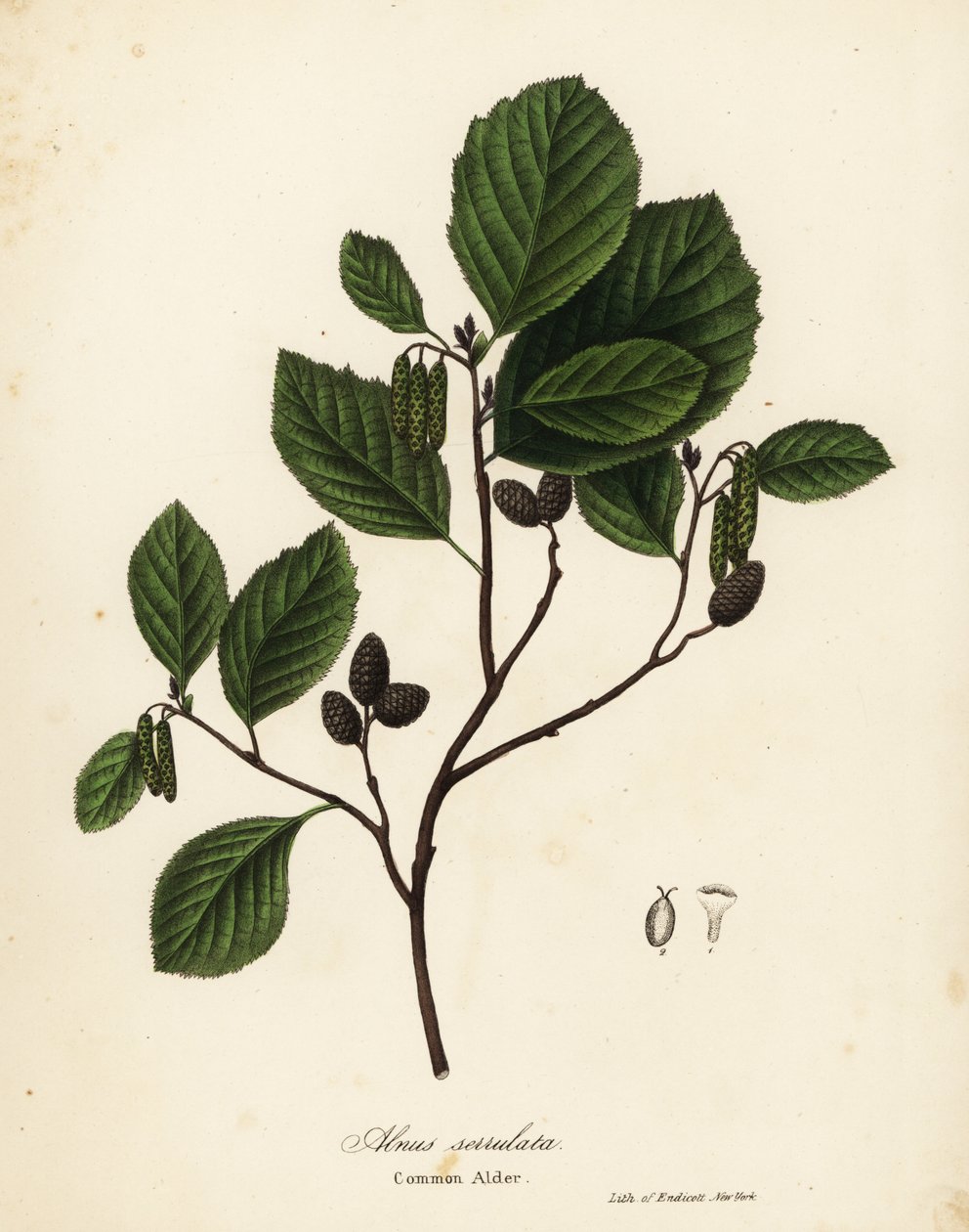 Common alder, hazel alder or smooth alder, Alnus serrulata av Endicott Endicott