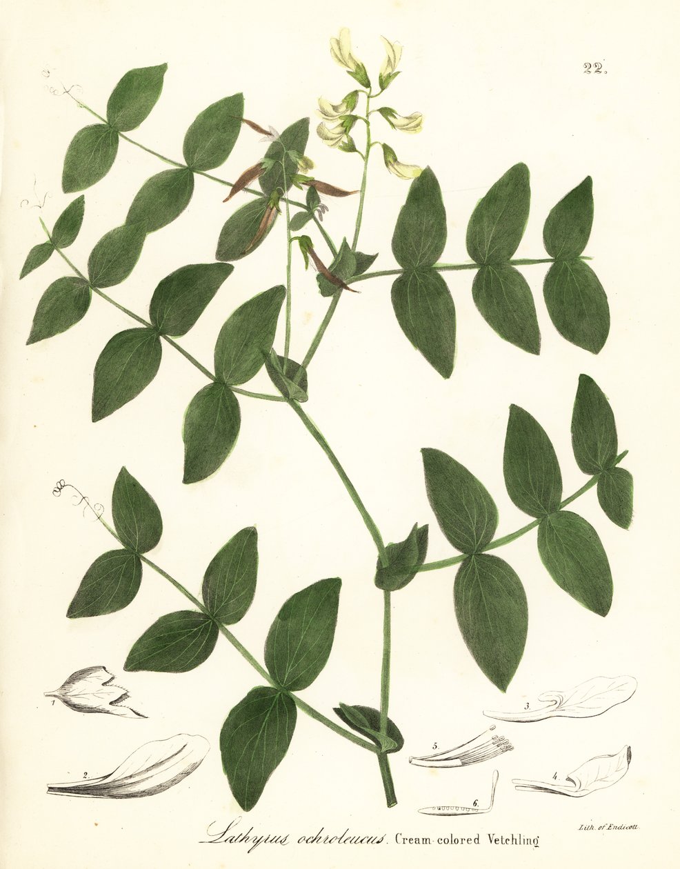 Kremært eller kremfarget vikker, Lathyrus ochroleucus av Endicott Endicott