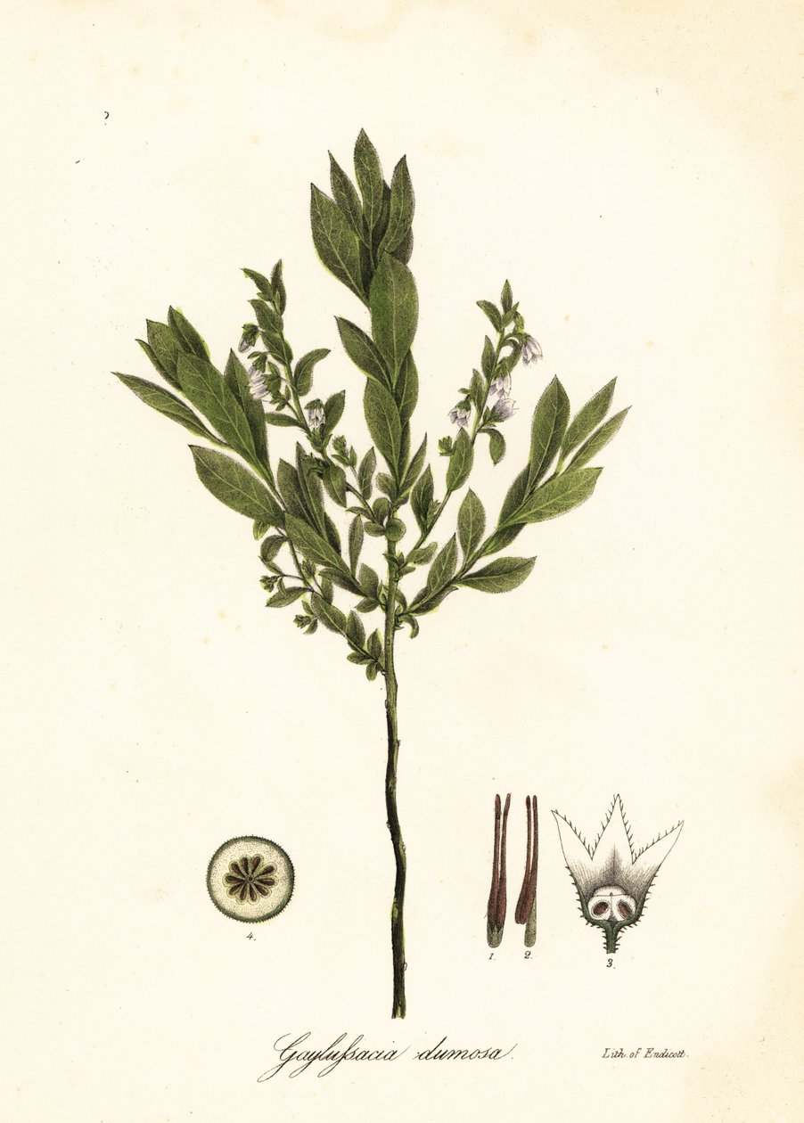 Dverghuckleberry, bush huckleberry eller gopherberry, Gaylussacia dumosa av Endicott Endicott