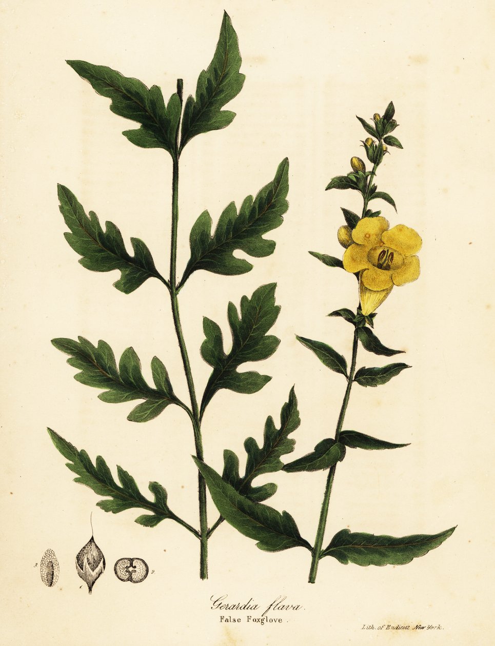 Falsk revebjelle, Aureolaria flava (Gerardia flava) av Endicott Endicott