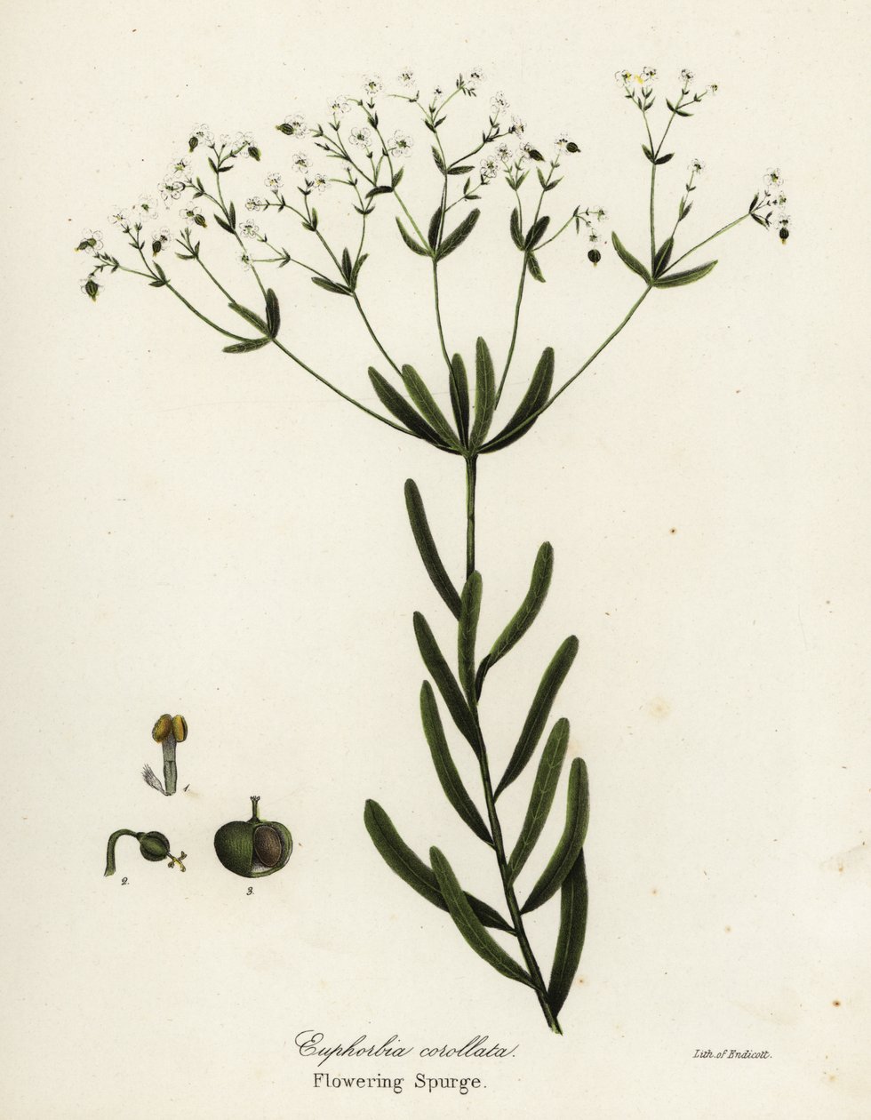 Blomstrende spurge, Euphorbia corollata av Endicott Endicott
