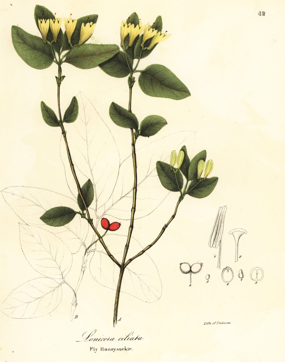 Fluekaprifol, Lonicera ciliata av Endicott Endicott