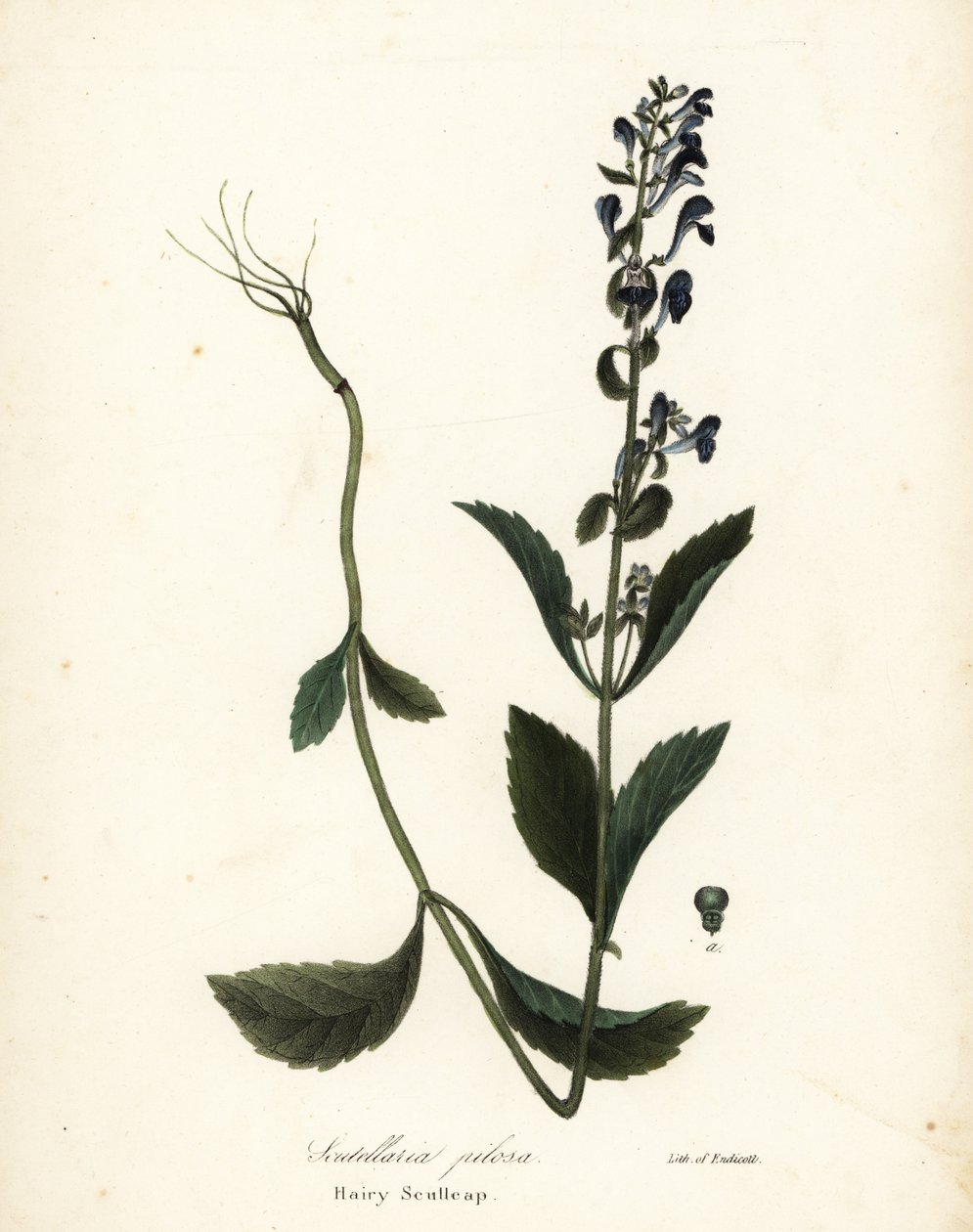Håret hodekappe, Scutellaria elliptica (Scutellaria pilosa) av Endicott Endicott