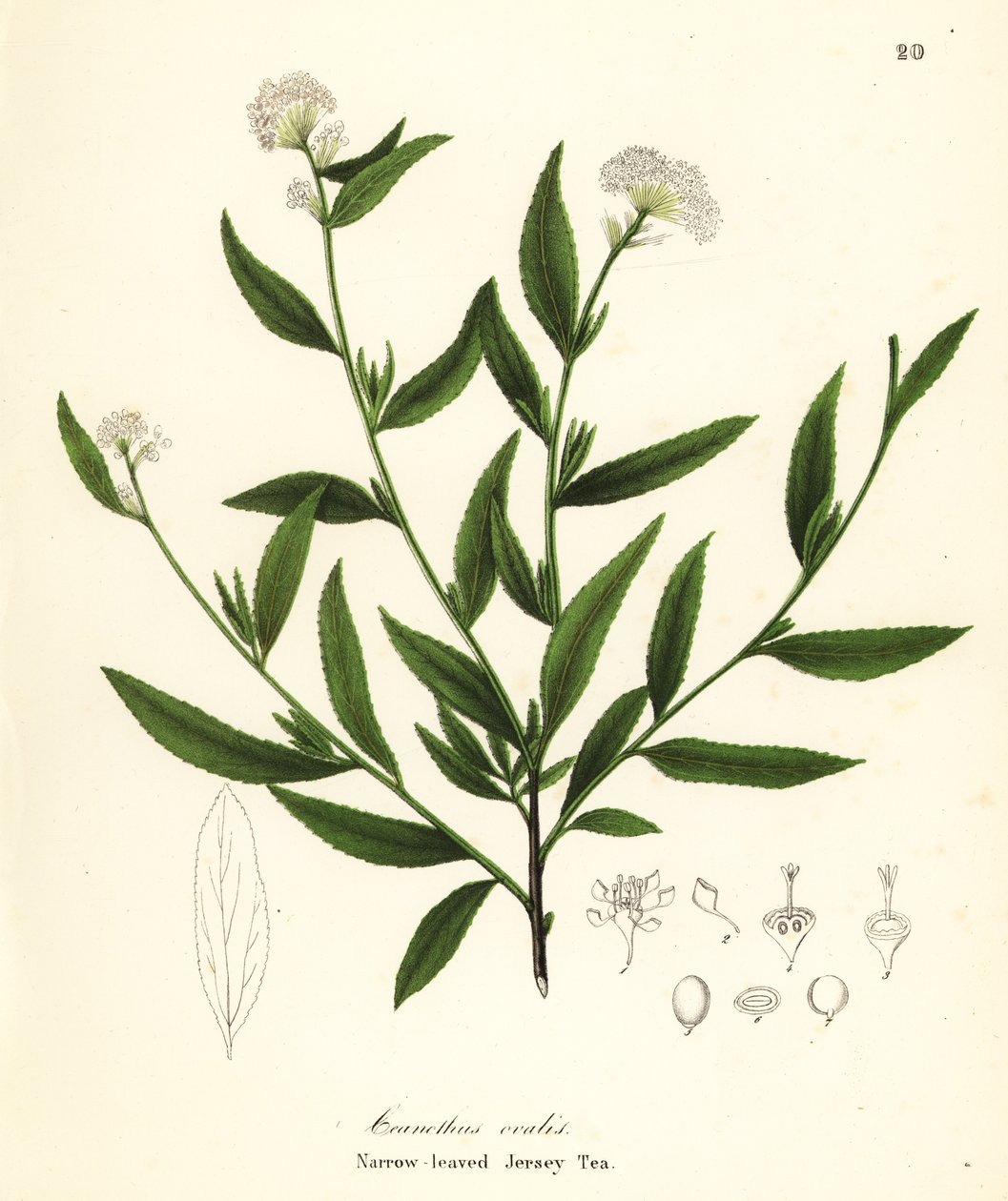 Jersey tea, Ceanothus herbaceus (Narrow-leaved Jersey Tea, Ceanothus ovalis)   1411987   no       norwegian Successfully Translated  Original: 354b5fb1be03 Translat: 354b5fb1be03 1383767 no norwegian Successfully Translated Original: Ohne Titel Translat: O av Endicott Endicott