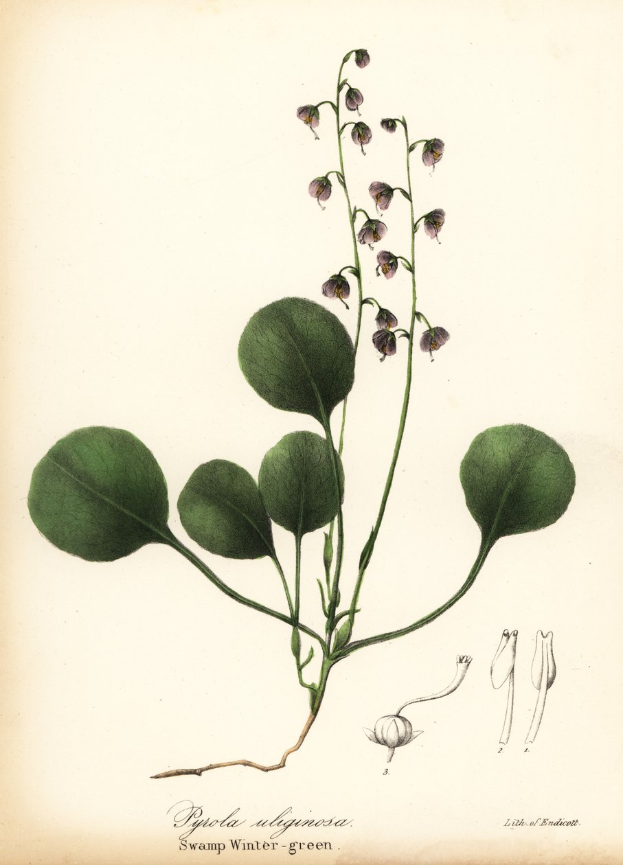 Liverblad vintergrønn, myr vintergrønn eller rosa vintergrønn, Pyrola asarifolia (sump vintergrønn, Pyrola uliginosa) av Endicott Endicott