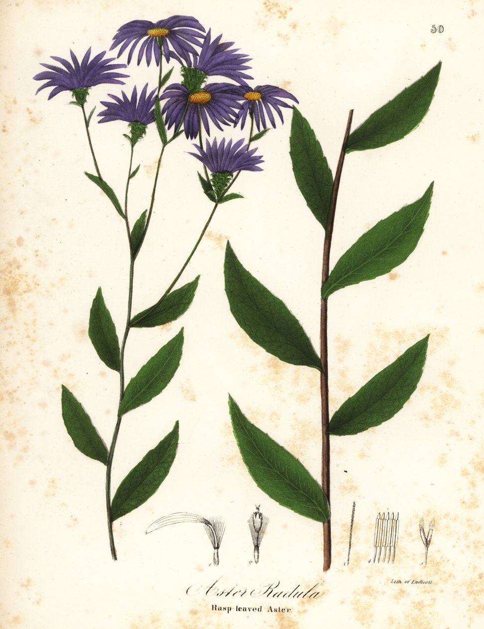 Lav grov aster eller grov treaster, Eurybia radula (Rasp-leaved aster, Aster radula) av Endicott Endicott