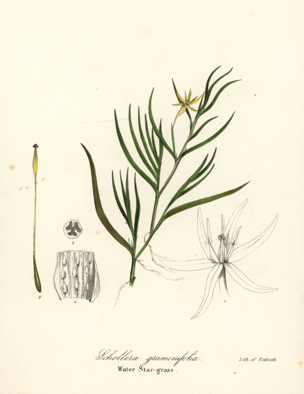 Gjørmeplantain eller vannhyasint, Heteranthera dubia (Vannstjernegress, Schollera graminifolia) av Endicott Endicott