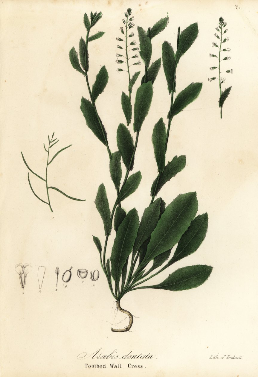 Murbeckiella pinnatifida (Tannveggkarse, Arabis dentata) av Endicott Endicott