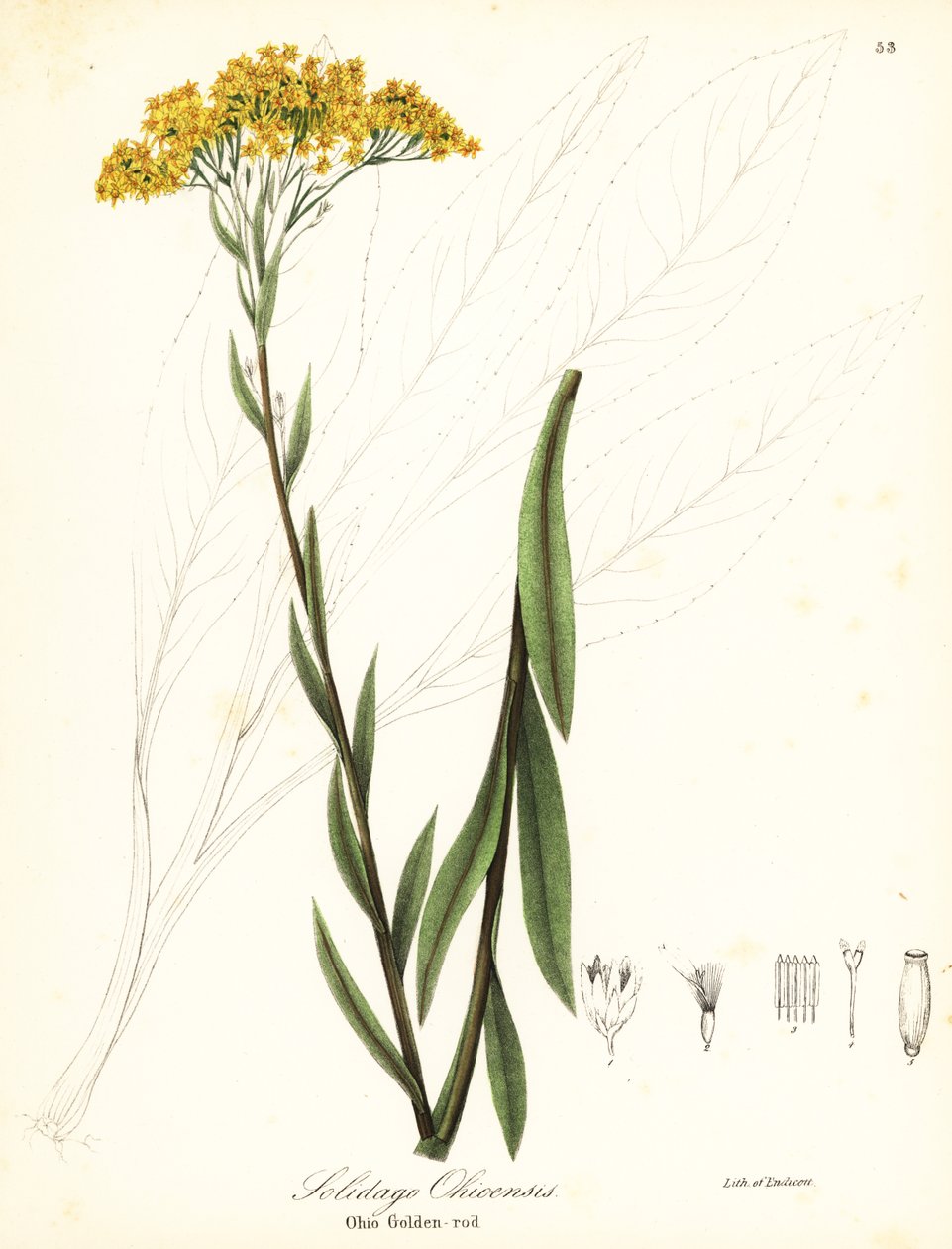 Ohio gullris, Solidago ohioensis av Endicott Endicott