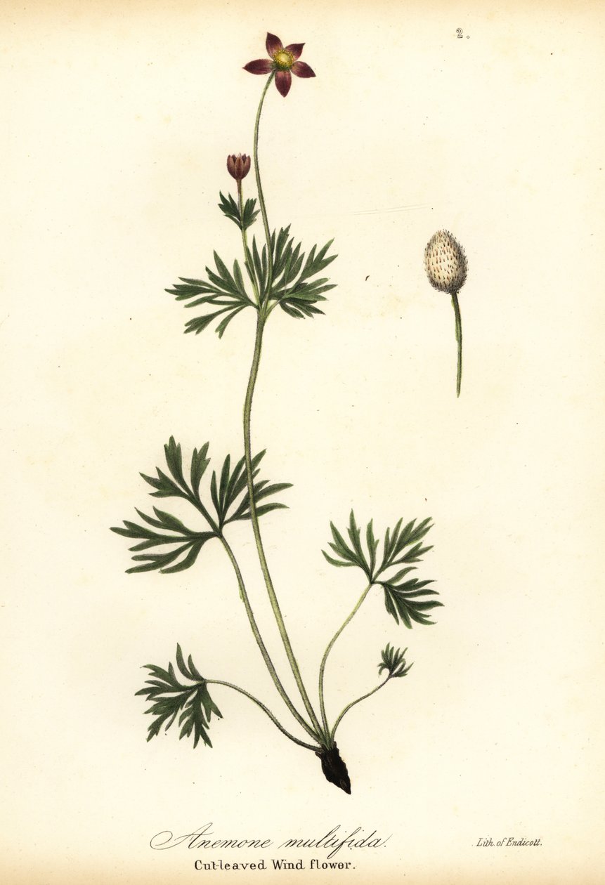 Stillehavsanemone eller avskåret vindblomst, Anemone multifida av Endicott Endicott