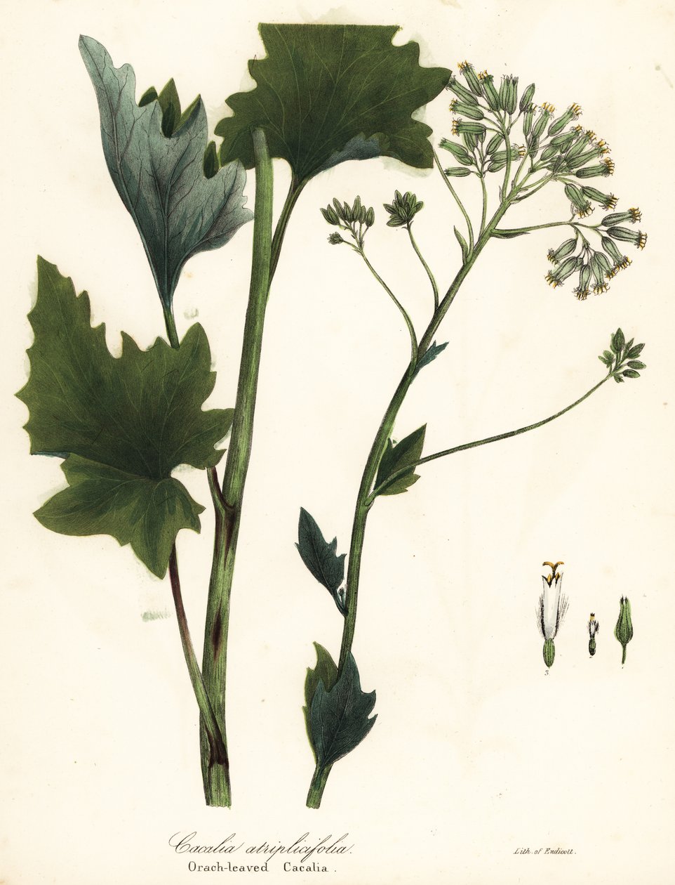Blek indisk groblad, Arnoglossum atriplicifolium (appelsinbladet cacalia, Cacalia atriplicifolia) av Endicott Endicott