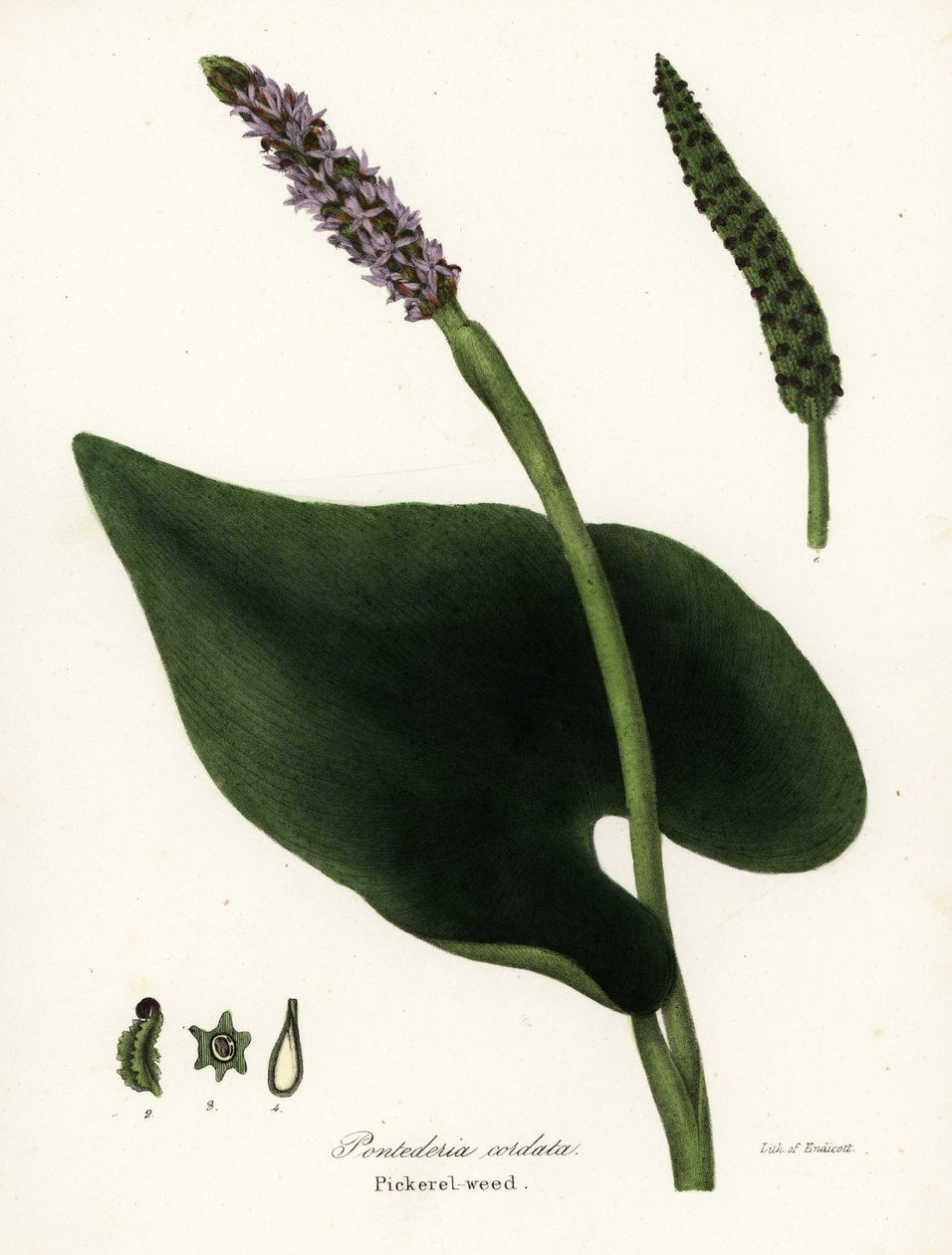 Plukkegras, Pontederia cordata av Endicott Endicott