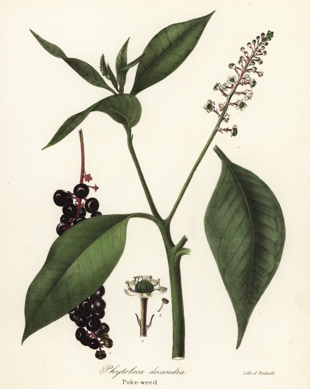 Pokeweed, Phytolacca americana (Phytolaca decandra) av Endicott Endicott