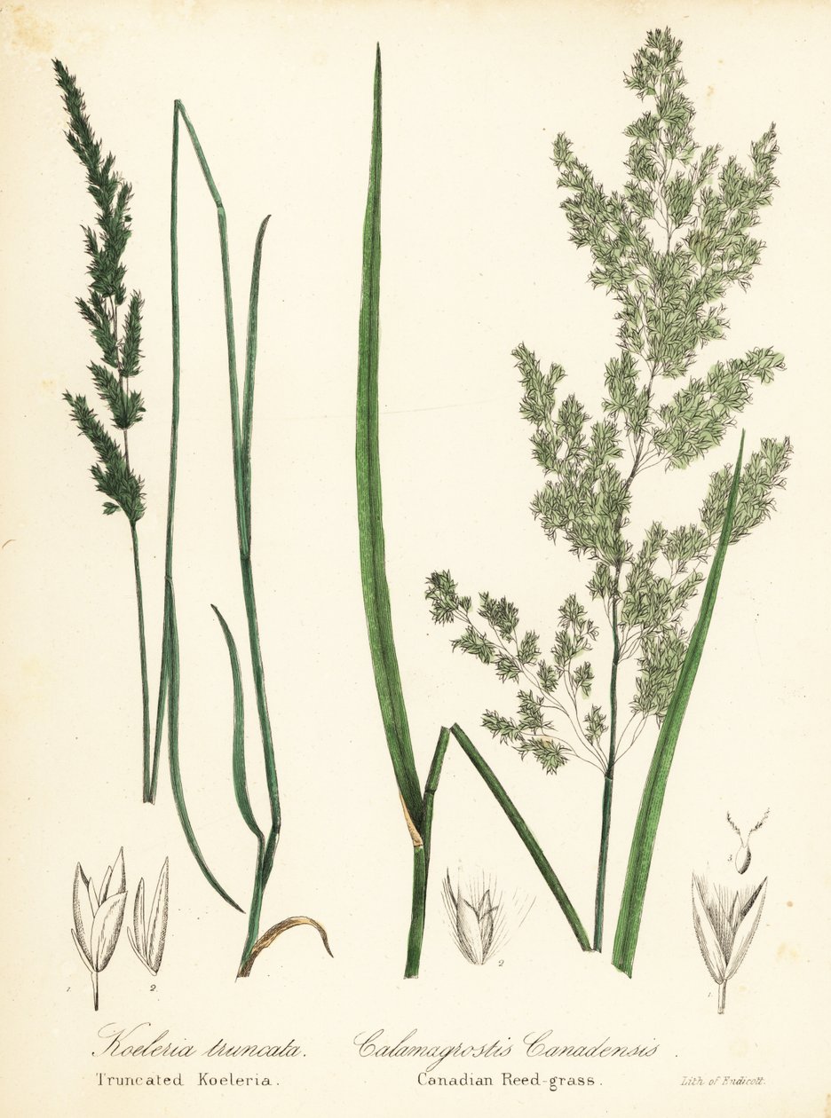 Prairie wedgescale, Sphenopholis obtusata og kanadisk rørgress, Calamagrostis canadensis av Endicott Endicott