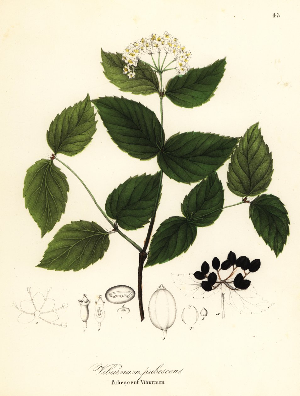 Pubescent viburnum, viburnum pubescens av Endicott Endicott