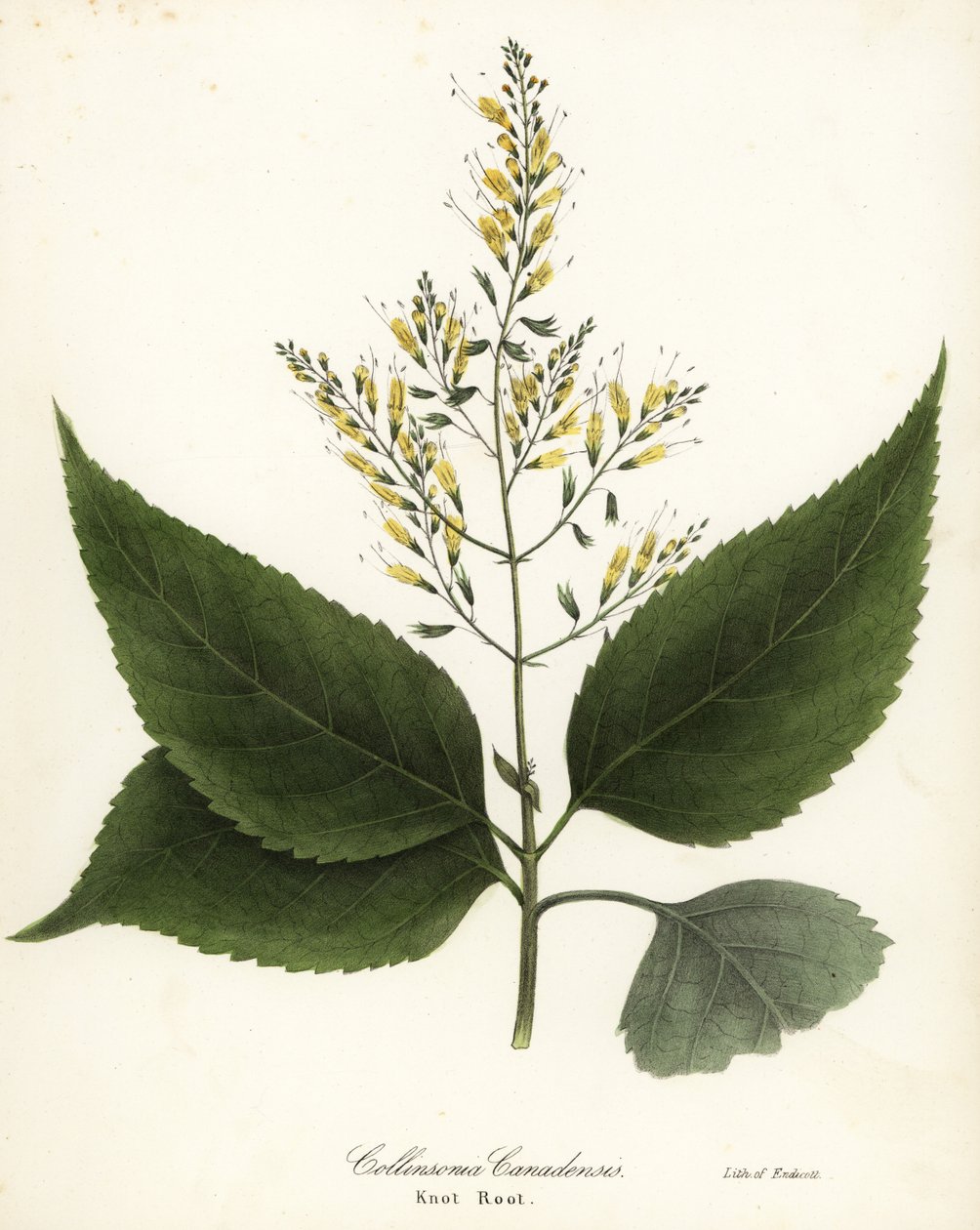 Richweed eller knuterot, Collinsonia canadensis av Endicott Endicott