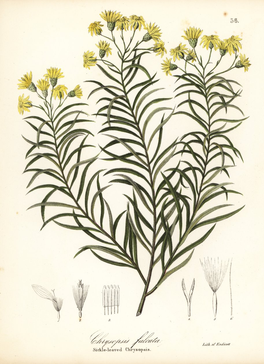 Sigdblad-silkegress eller sigdbladgylden aster, Pityopsis falcata (Sickle-leaved chrysopsis, Chrysopsis falcata) av Endicott Endicott