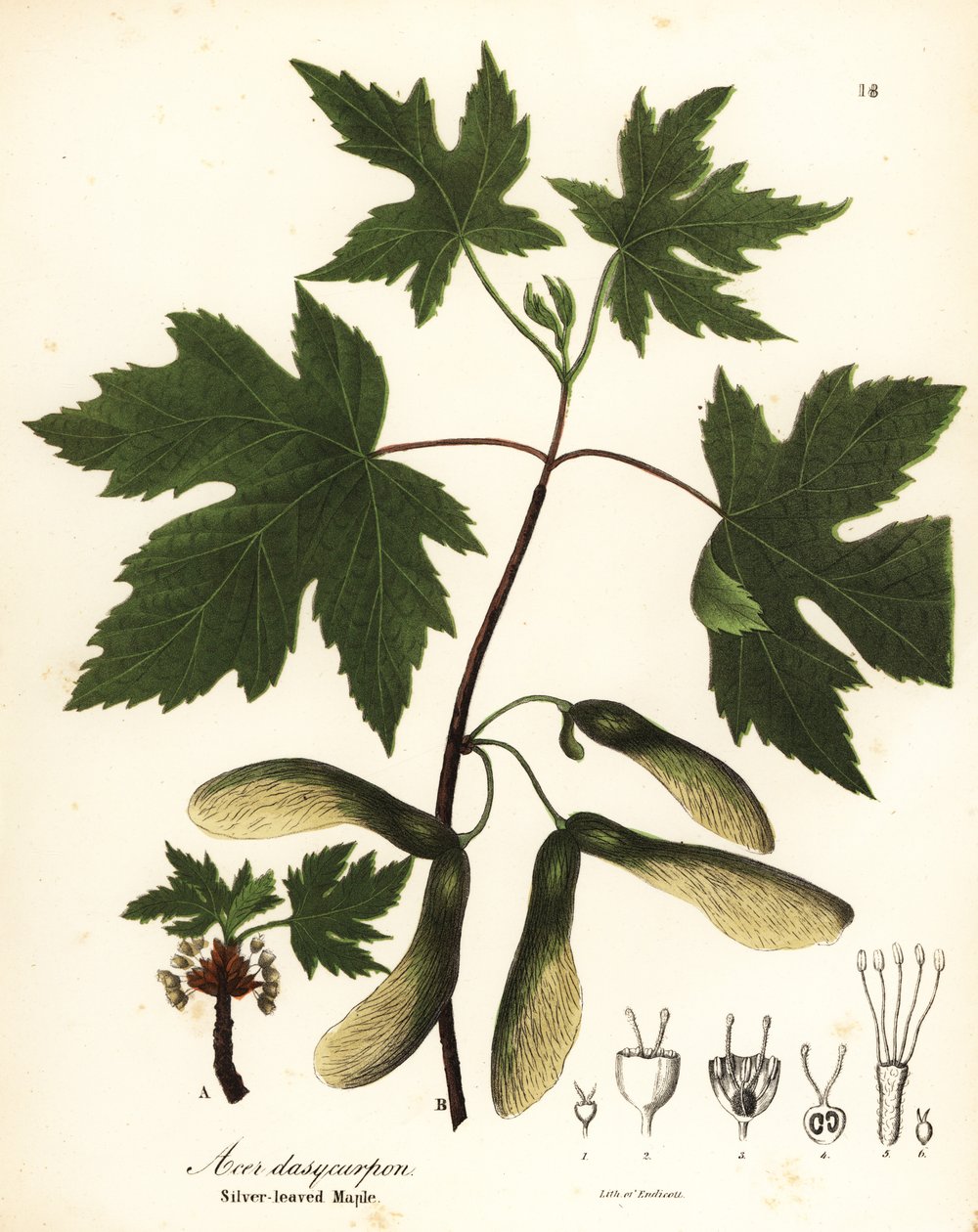 Sølvlønn, Acer saccharinum (sølvbladlønn, Acer dasycarpum) av Endicott Endicott