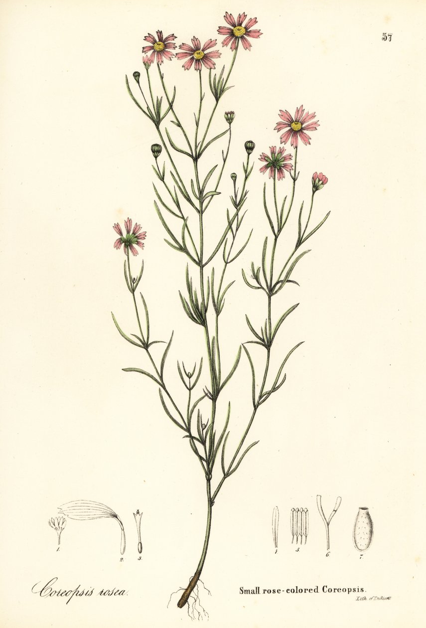Liten rosafarget coreopsis, Coreopsis rosea av Endicott Endicott