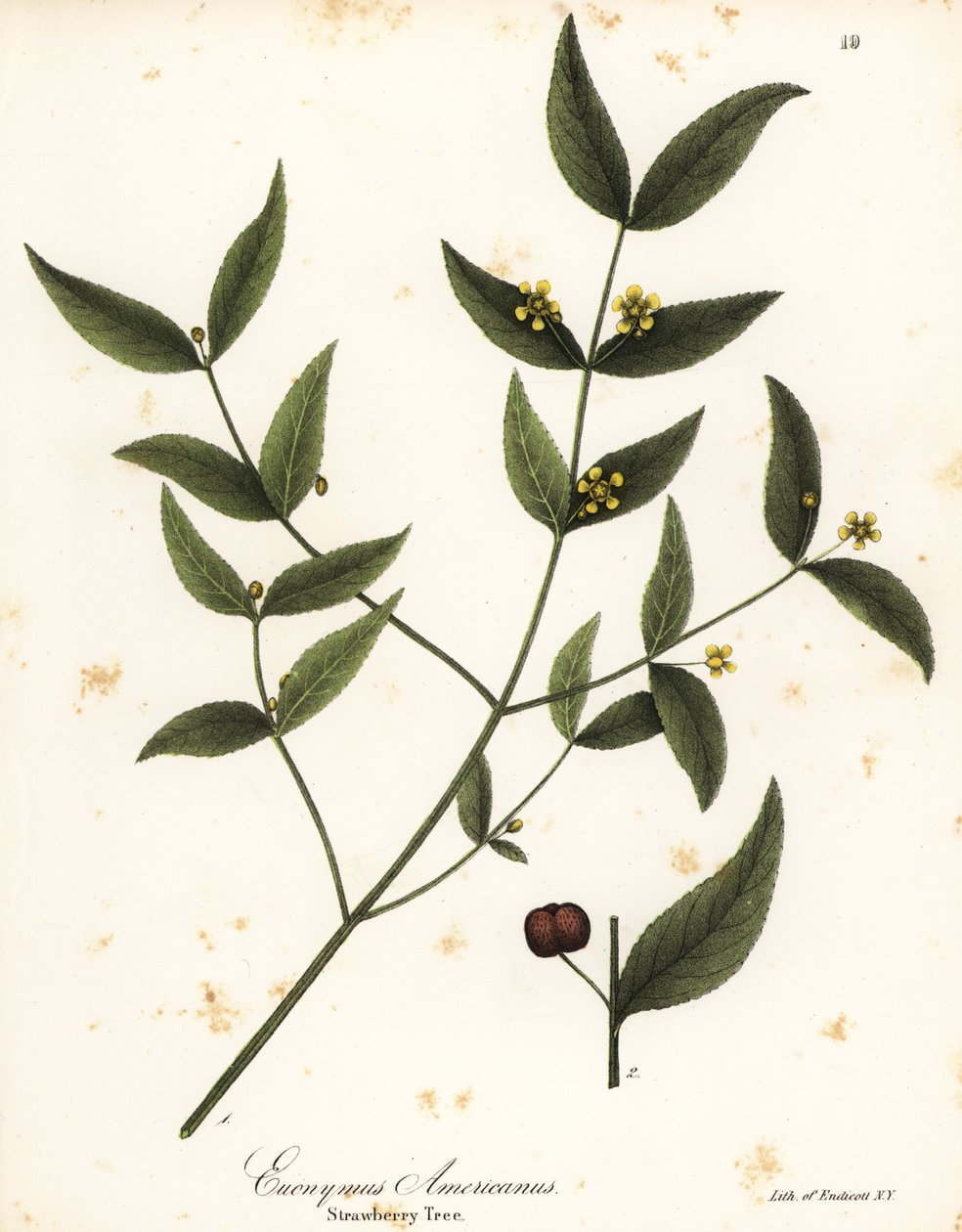 Jordbærtre, Euonymus americanus av Endicott Endicott